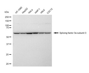 Anti Splicing factor 3a subunit 3 Antibody, clone 23GB4775, Rabbit Monoclonal clone 23GB4775, recombinant rabbit monoclonal, expressed in HEK293 cells