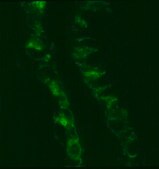 Anti-MCAM Antibody, clone P1H12 clone P1H12, Chemicon&#174;, from mouse