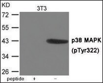 Anti-phospho-p38 MAPK (pTyr322) antibody produced in rabbit affinity isolated antibody