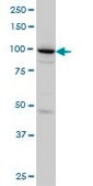 Monoclonal Anti-SH3D19 antibody produced in mouse clone 5C7, purified immunoglobulin, buffered aqueous solution
