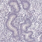 Anti-CCDC136 antibody produced in rabbit Prestige Antibodies&#174; Powered by Atlas Antibodies, affinity isolated antibody