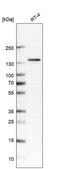Monoclonal Anti-TRPM4 antibody produced in mouse Prestige Antibodies® Powered by Atlas Antibodies, clone CL11214, purified antibody (Protein A)