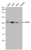 Monoclonal Anti-BICD2 antibody produced in mouse clone GT10811, affinity isolated antibody