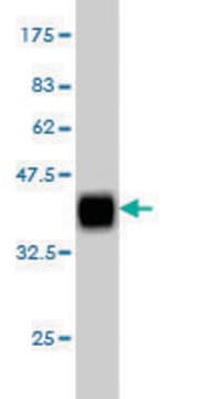 Monoclonal Anti-MAP4K4 antibody produced in mouse clone 2D4, purified immunoglobulin, buffered aqueous solution