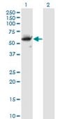 Monoclonal Anti-CFLAR antibody produced in mouse clone 2F12, purified immunoglobulin, buffered aqueous solution