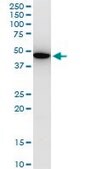 Monoclonal Anti-KLF13 antibody produced in mouse clone 1D3, purified immunoglobulin, buffered aqueous solution