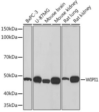 Anti-WIPI1 Antibody, clone 2F4G9, Rabbit Monoclonal