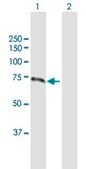 Anti-LMLN antibody produced in mouse purified immunoglobulin, buffered aqueous solution