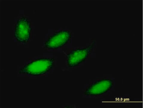 Anti-ZNF653 antibody produced in mouse IgG fraction of antiserum, buffered aqueous solution