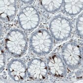 Monoclonal Anti-SCGN antibody produced in mouse Prestige Antibodies&#174; Powered by Atlas Antibodies, clone CL0273, purified immunoglobulin, buffered aqueous glycerol solution