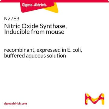 诱导型一氧化氮合酶 来源于小鼠 recombinant, expressed in E. coli, buffered aqueous solution