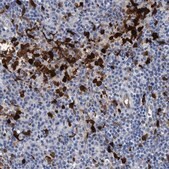 Anti-IDO1 antibody produced in rabbit affinity isolated antibody, buffered aqueous glycerol solution, Ab2