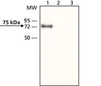 Anti-Mucolipin-3 (N-terminal) 兔抗 ~1.5 mg/mL, affinity isolated antibody, buffered aqueous solution