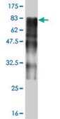 Monoclonal Anti-ZNF31 antibody produced in mouse clone 3G7, purified immunoglobulin, buffered aqueous solution