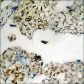 Anti-phospho-Ataxin 1 (pSer776) antibody produced in rabbit affinity isolated antibody