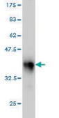 Monoclonal Anti-LASS4 antibody produced in mouse clone 2G6, purified immunoglobulin, buffered aqueous solution