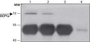 Anti-DCP1A (C-terminal) antibody produced in rabbit ~1.0 mg/mL, affinity isolated antibody, buffered aqueous solution
