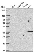 Anti-CCNI antibody produced in rabbit Prestige Antibodies&#174; Powered by Atlas Antibodies, affinity isolated antibody