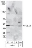 ChIPAb+ CBX8 - ChIP Validated Antibody and Primer Set from rabbit