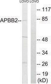 Anti-APBB2 antibody produced in rabbit affinity isolated antibody