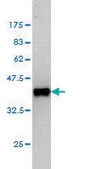 Monoclonal Anti-GPS2 antibody produced in mouse clone 3C4, purified immunoglobulin, buffered aqueous solution