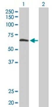 Anti-TULP2 antibody produced in rabbit purified immunoglobulin, buffered aqueous solution