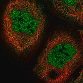 Anti-COPS7B antibody produced in rabbit Prestige Antibodies&#174; Powered by Atlas Antibodies, affinity isolated antibody, buffered aqueous glycerol solution