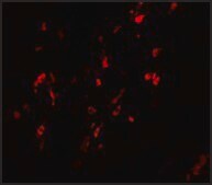 Anti-BCAS1 antibody produced in rabbit affinity isolated antibody, buffered aqueous solution