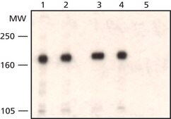 Anti-WSTF (C-Terminal) antibody produced in rabbit affinity isolated antibody, buffered aqueous solution