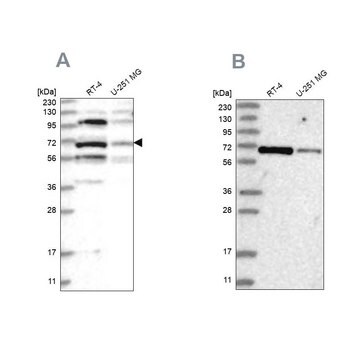 Anti-HOMEZ antibody produced in rabbit Prestige Antibodies&#174; Powered by Atlas Antibodies, affinity isolated antibody, buffered aqueous glycerol solution