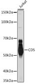 Anti-CD5 Antibody, clone 1B10Z1, Rabbit Monoclonal