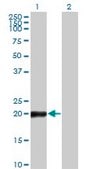 Monoclonal Anti-COPS8 antibody produced in mouse clone 2G8, purified immunoglobulin, buffered aqueous solution