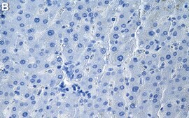 Anti-MARC1 Antibody, clone 1G13 ZooMAb® Rabbit Monoclonal recombinant, expressed in HEK 293 cells