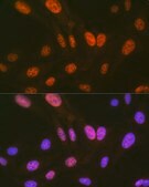 Anti-HIPK2 Antibody, clone 3Z5P6, Rabbit Monoclonal