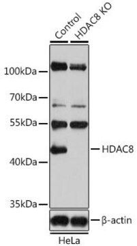 Anti-HDAC8 antibody produced in rabbit