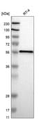 Anti-Fance Antibody Produced In Rabbit Prestige Antibodies&#174; Powered by Atlas Antibodies, affinity isolated antibody, buffered aqueous glycerol solution