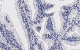 Anti-PRAS40 Antibody, clone 3C16 ZooMAb® Rabbit Monoclonal recombinant, expressed in HEK 293 cells