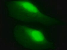 LentiBrite GFP Control Lentiviral Biosensor