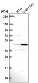 Anti-PAG1 antibody produced in rabbit Prestige Antibodies® Powered by Atlas Antibodies, affinity isolated antibody