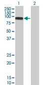 Monoclonal Anti-MAP3K11, (C-terminal) antibody produced in mouse clone 3D11, purified immunoglobulin, buffered aqueous solution