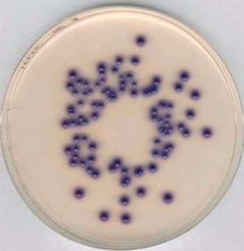 Coliform ChromoSelect Agar suitable for microbiology, NutriSelect&#174; Plus