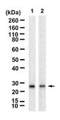 Anti-NAXE/AIBP Antibody, clone 2E22 ZooMAb® Rabbit Monoclonal recombinant, expressed in HEK 293 cells