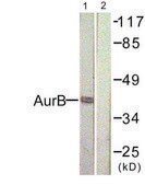 Anti-AURB antibody produced in rabbit affinity isolated antibody