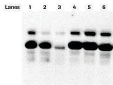 PhosSTOP&#8482; sufficient for 10 10mL buffer preparations, sufficient for 20 10mL buffer preparations, suitable for tissue processing, suitable for immunoprecipitation (IP)