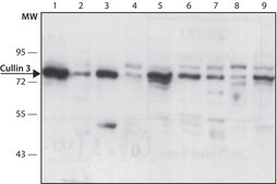 Anti-Cullin 3 (C-terminal) antibody produced in rabbit ~1.0 mg/mL, affinity isolated antibody, buffered aqueous solution