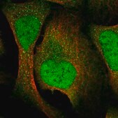 Anti-VTA1 antibody produced in rabbit Prestige Antibodies® Powered by Atlas Antibodies, affinity isolated antibody
