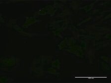 Monoclonal Anti-CCS antibody produced in mouse clone 1E2, purified immunoglobulin, buffered aqueous solution