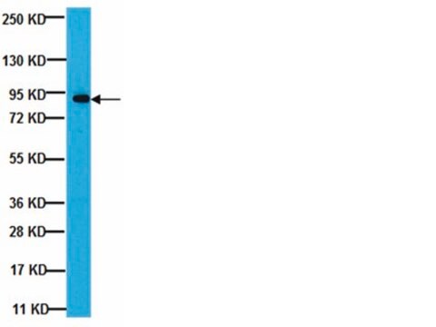 Anti-SG2NA Antibody ascites fluid, from mouse
