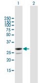 Anti-MESDC2 antibody produced in mouse IgG fraction of antiserum, buffered aqueous solution