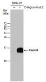 Anti-Capsid Protein antibody produced in rabbit affinity isolated antibody, buffered aqueous solution
